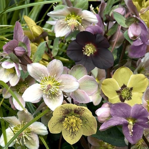 100 Pcs Mixed Helleborus Flower Seeds, Perennial Winter-Blooming Seeds for Planting, Hardy Shade-Loving Flowers for Gardens, Borders, Containers & Year-Round Decorative Landscaping