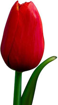5 Kingsblood Tulip Bulbs – Top Size – Striking Red Blooms – Large Flowering Perennial Tulips for Spring Gardens – Easy to Grow & Hardy – Ideal for Landscaping & Cut Flowers