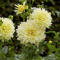 Eden Brothers Dahlia Bulbs (Dinnerplate) - Kelvin Floodlight, Non-GMO Bulbs for Planting, 4 Bulbs | Low-Maintenance Flower Bulbs, Plant During Spring, Zones 8, 9, 10, 11
