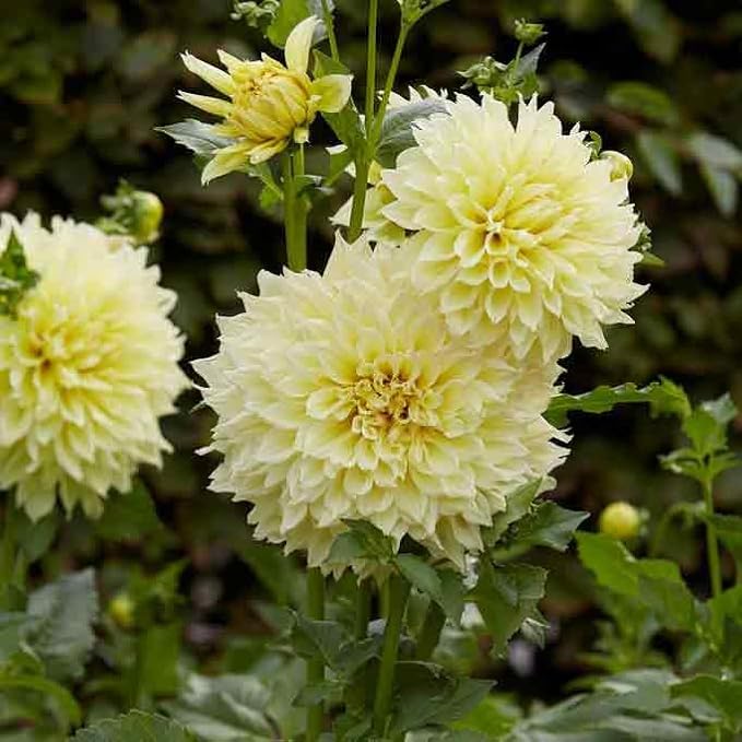 Eden Brothers Dahlia Bulbs (Dinnerplate) - Kelvin Floodlight, Non-GMO Bulbs for Planting, 4 Bulbs | Low-Maintenance Flower Bulbs, Plant During Spring, Zones 8, 9, 10, 11