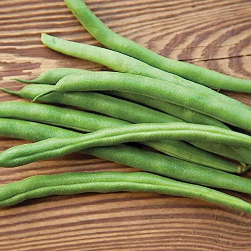 Park Seed Whopper Bush Bean Seeds – Easy-to-Pick Snap Variety with Stringless Pods, High-Yield Mid-Season Crop, Container Friendly and Low Maintenance Spring Vegetable – Pack of 100
