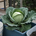 Set 2 Cabbage Plants, 4 Inch Pot, Cold Harrdy Cabbage Vegetable Plant for Indoor Outdoor Garden