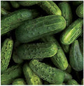Park Seed National Pickling Cucumber Seeds, Planting Cucumbers, Vegetable Seeds, Easy to Grow, Non-GMO, Perfect for Harvesting, A Favorite Heirloom, Pack of 30 Seeds