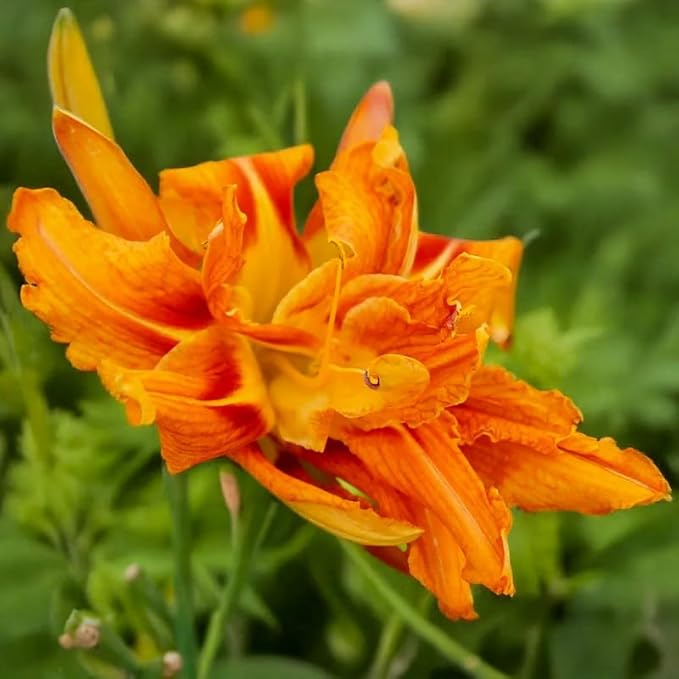 Set 10 Double Orange Daylily Bulbs for Planting, Hardy Perennial Lily Roots for Colorful Summer Blooms
