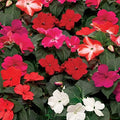 Park Seed Impatiens Flowering Plant Seeds, Imara XDR Flower Mix, Pack of 30 Seeds