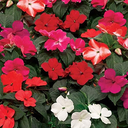 Park Seed Impatiens Flowering Plant Seeds, Imara XDR Flower Mix, Pack of 30 Seeds