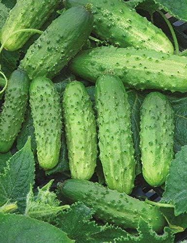CEMEHA SEEDS - Seeds Cucumber Source F1 Rodnichok Open-Pollinated Pickling Non GMO Vegetable for Planting