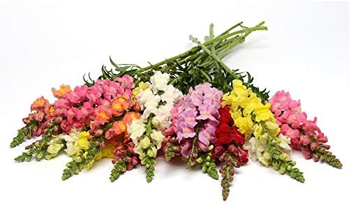 Park Seed Snap Dragon Flower Plant Seeds – Rocket Hybrid Mix with Tall, Densely Packed Spikes in Full Color Range, Fragrant Cool-Season Blooms for Borders and Cutting Gardens, Pack of 100