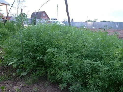 NIKA SEEDS - Seeds Herb Dill Bush Giant 30 Days Green - 2000 Seeds