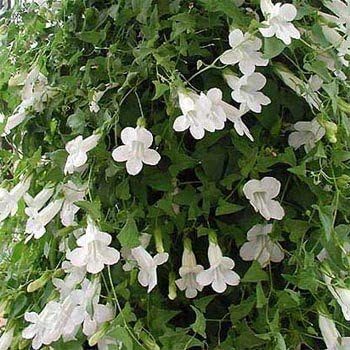 Outsidepride White Asarina Climbing Snapdragon Seeds - 100 Pcs Perennial Flower Seeds for Planting, Easy to Grow Climbing Vines w/Attractive Flowers for Containers, Trellises, & Ground Cover