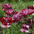 Park Seed Poppy Flower Plant Seeds, Easy to Grow, Perfect for Spring Garden, Pandora, Pack of 500