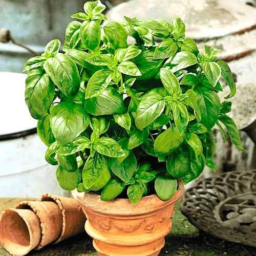 Seeds Indoor Basil Green Herb Heirloom for Planting Non GMO