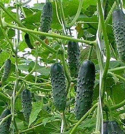 10+ Seeds Cucumber Firm Secret F1 Hybrid - Vegetable Self-Pollinated
