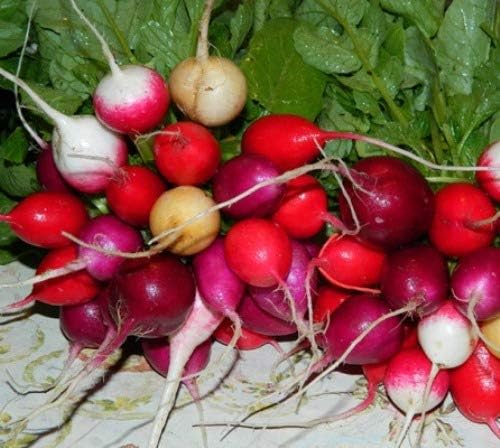 CEMEHA SEEDS - Seeds Radish Rainbow Mix 25 Days Non GMO Vegetable for Planting