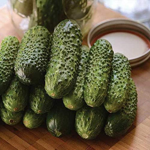 SeedsUP - 40+ Seeds Cucumber Parisian Gherkin - Vegetable Open-Pollinated