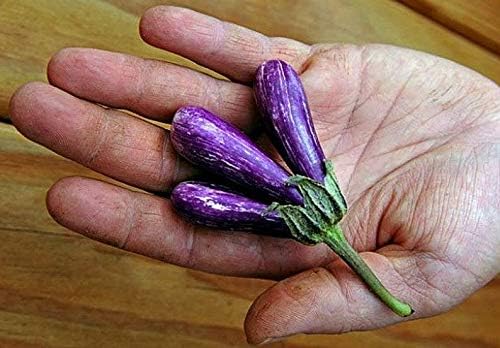 25 Mini Eggplant Seeds - Little Fingers Eggplant, Asian Heirloom, Non GMO, Great for Container, Patio, Bonsai
