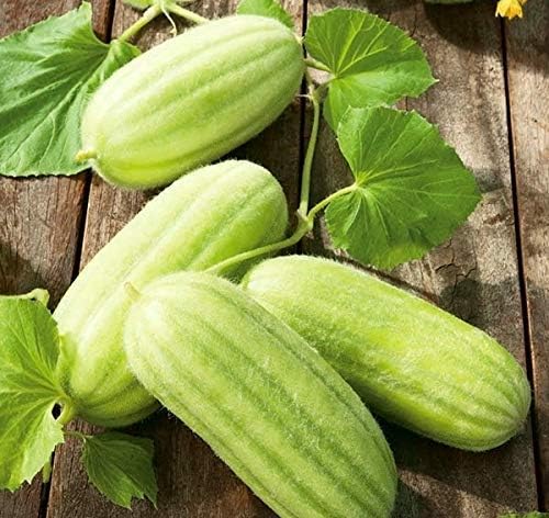 NIKA SEEDS - Seeds Vegetable Cucamelon (Cross Cucumber and Melon) Vine - 20 Seeds