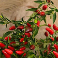Thai Hot Chile Pepper - 25 Seeds - Dwarf Heirloom Variety, Great for Containers, Patios, Raised Beds, USA-grown Chili Seeds, non-GMO Seeds for Planting Outdoors in the Home Garden, Thresh Seed Company