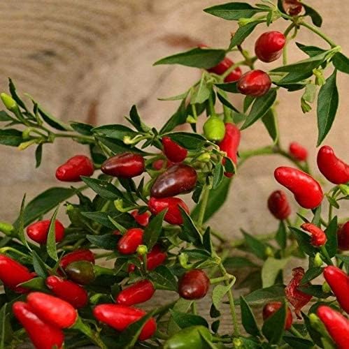 Thai Hot Chile Pepper - 25 Seeds - Dwarf Heirloom Variety, Great for Containers, Patios, Raised Beds, USA-grown Chili Seeds, non-GMO Seeds for Planting Outdoors in the Home Garden, Thresh Seed Company
