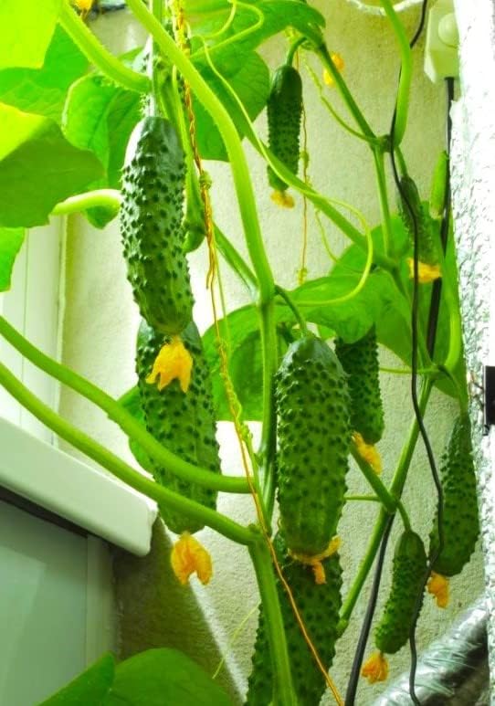 Seeds Indoor Cucumber F1 Seeds for Planting Indoors 10 Seeds Annual Plant