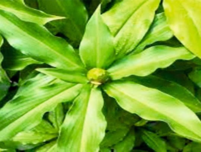 100pcs Insulin Plant Seeds, Green Medicinal Herb for Planting, Easy-to-Grow Outdoor & Home Garden Seeds, Natural Wellness, Ayurvedic Herb for Blood Sugar Control, Organic Herbal Plant Seeds