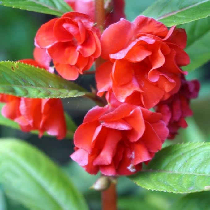 Dwarf Balsam Seeds for Planting, 500+pcs Perennial Double Balsam Flower Seeds Plants, Non-GMO Heirloom Rare Beauty Home Garden Blooms Flowers Plants for Outdoors