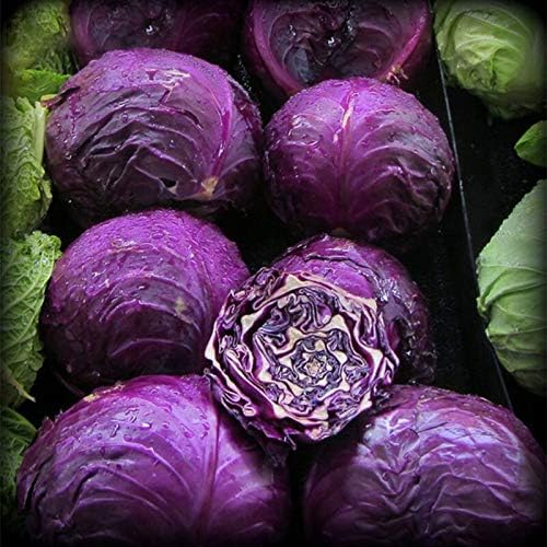 Seeds Vegetable Cabbage Purple - 150 Seeds