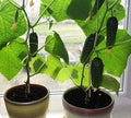 Seeds4planting - Seeds Indoor Cucumber Self-Pollinated Giant Pickling Vegetable Non GMO