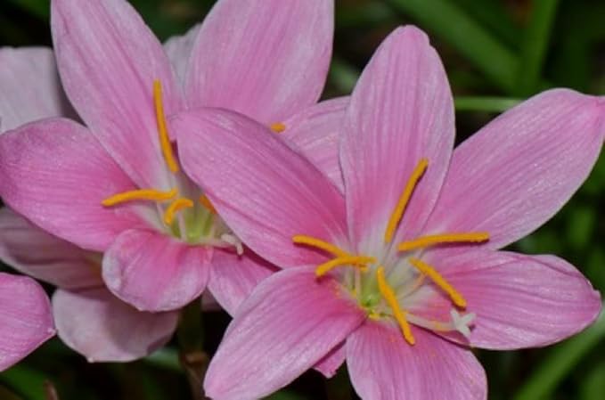 Votaniki Zephyranthes Grandiflora Pink Rain Lily Bulbs for Planting - Perennial Lily Flowering Bulbs | Bloom Multiple Times - Easy to Grow (30 Pack)