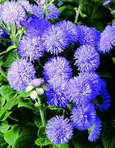 Ageratum Blue Ageratum houstonianum Flossflower Blue Mink Garden Seeds for Planting 400+ Seeds