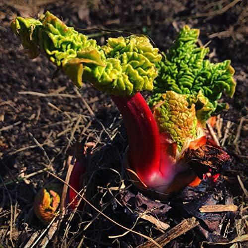 Organic Victoria Rhubarb Seeds (Rheum rhabarbarum) 25 Seeds (0.5 Grams) - Perennial Vegetable for Pies by Smoke Camp Crafts