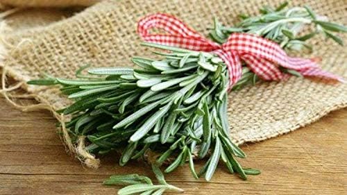 Seeds Rosemary - Heirloom Herb - GMO Free