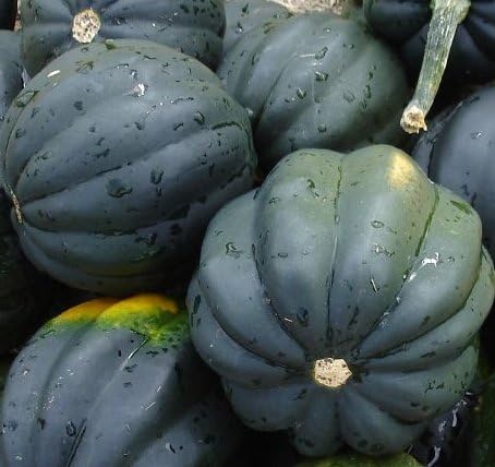 Heirloom Squash Seed Assortment- 5 Heirloom Varieties- 170+ Seeds