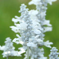 Park Seed Evolution White Salvia Seeds, Compact Perennial with Continuous White Blooms, Pollinator Friendly and Deer Resistant, Ideal for Borders and Containers, Pack of 50
