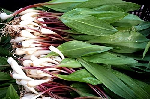 Wild Garlic Ramsons Bear Leek Wild Onion Seeds for Planting 100+ Non-GMO Seeds Herbs & Vegetable Garden