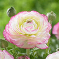 Set 50 Ranunculus Bulbs for Planting, Picotee Pink Ranunculus Corms Bulk, Butterfly Ranunculus Flowers Bulbs Spring Fall, Peony Buttercup Ranunculus