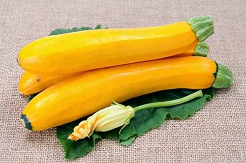 Seeds Zucchini Yellow Heirloom Vegetable for Planting Non GMO