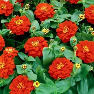 Park Seed Zinnia Seeds, Planting Flowers, Easy to Grow, Non-GMO, Perfect for Spring Garden, Magellan Scarlet, Pack of 25