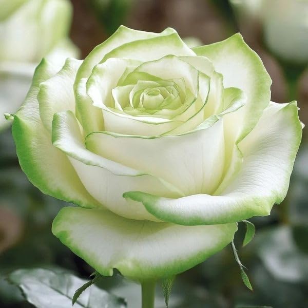 290+ Mixed Color Rose Seeds for Planting – Heirloom Non-GMO Perennial Rosa Flowers, Bush & Climbing Varieties for Garden, Trellis, Fence & Outdoor Landscaping