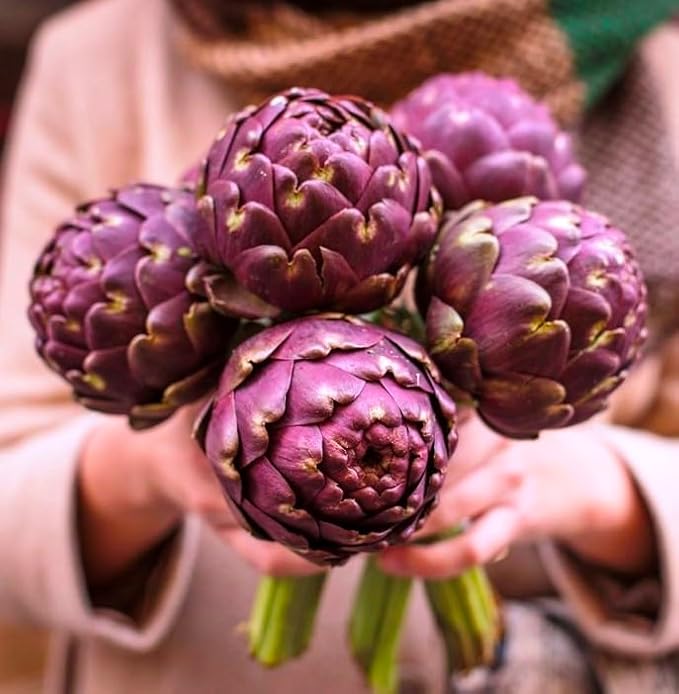 CEMEHA SEEDS - Seeds Purple Globe Artichoke Non GMO Vegetable for Planting