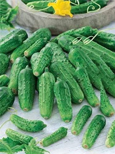 Seeds Cucumber Titus F1 Gherkin - Open-Pollinated - Heirloom Vegetable - GMO Free