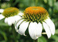 German Chamomile Seeds 100 Count, COOL BEANS N SPROUTS Brand. Home Gardening.