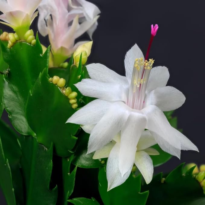 White Christmas Cactus Plants Live in 2 Inch Pot, Vibrant Christmas Cactus Blooms, Perennial Holiday Cactus Plant Flower Succulent Houseplant