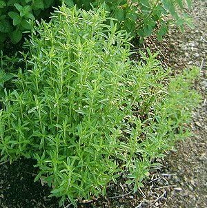 Savory Great Garden Herb 2,100 Seeds