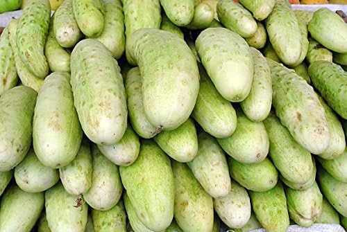 30 White Wonder Sweet Cucumber Seeds, Heirloom Non-GMO, a.k.a. Albino, Ivory King, Jack Frost, Landreths White Slicing, Cucumis sativus, from USA