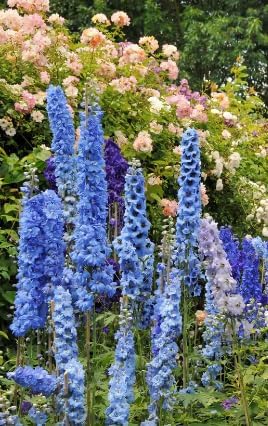 Blue Bell Delphinium Seeds - 250 Seeds