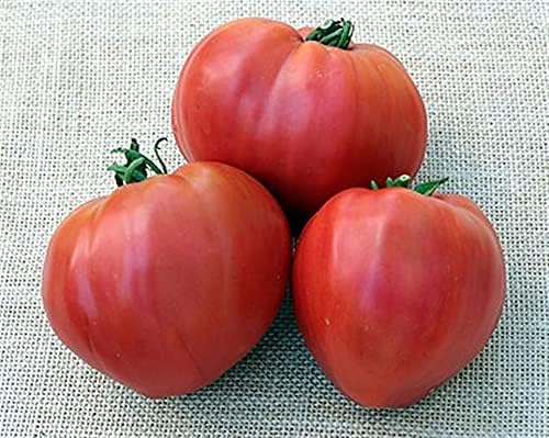 Seeds Vegetable Pink Bulls Heart Tomato - 30 Seeds