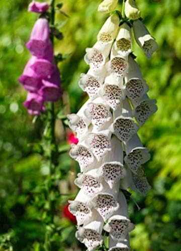 Seeds Foxglove Purple Mix Digitalis Giant Perennial Flowers for Planting
