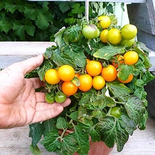Seeds Vegetable Indoor Tomato Yellow Dwarf - 25 Seeds