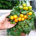 Seeds Vegetable Indoor Tomato Yellow Dwarf - 25 Seeds